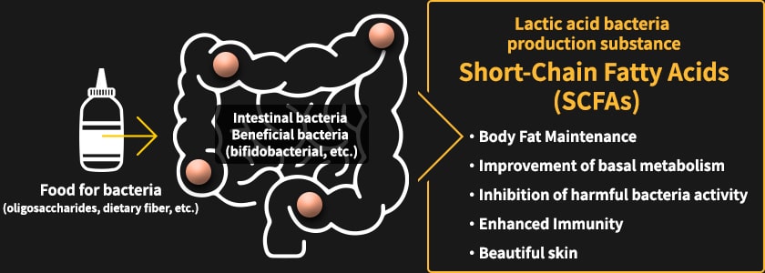Lactic acid bacteria production substance Short-Chain Fatty Acids (SCFAs) Body Fat Maintenance, Improvement of basal metabolism, Inhibition of harmful bacteria activity, Enhanced Immunity, Beautiful skin
