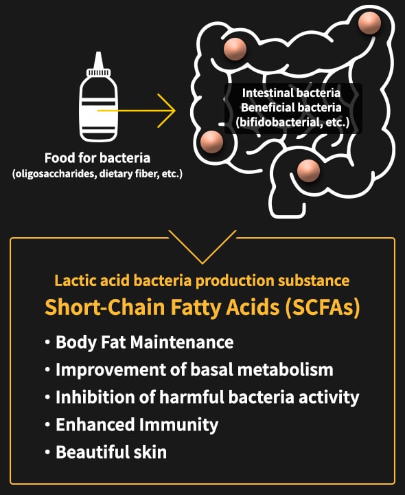 Lactic acid bacteria production substance Short-Chain Fatty Acids (SCFAs) Body Fat Maintenance, Improvement of basal metabolism, Inhibition of harmful bacteria activity, Enhanced Immunity, Beautiful skin
