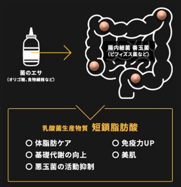 乳酸菌生産物質短鎖脂肪酸 体脂肪ケア、基礎代謝の向上、悪玉菌の活動抑制、免疫力UP、美肌